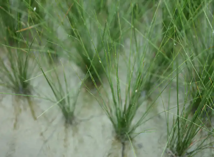 Tatami is an agricultural product.