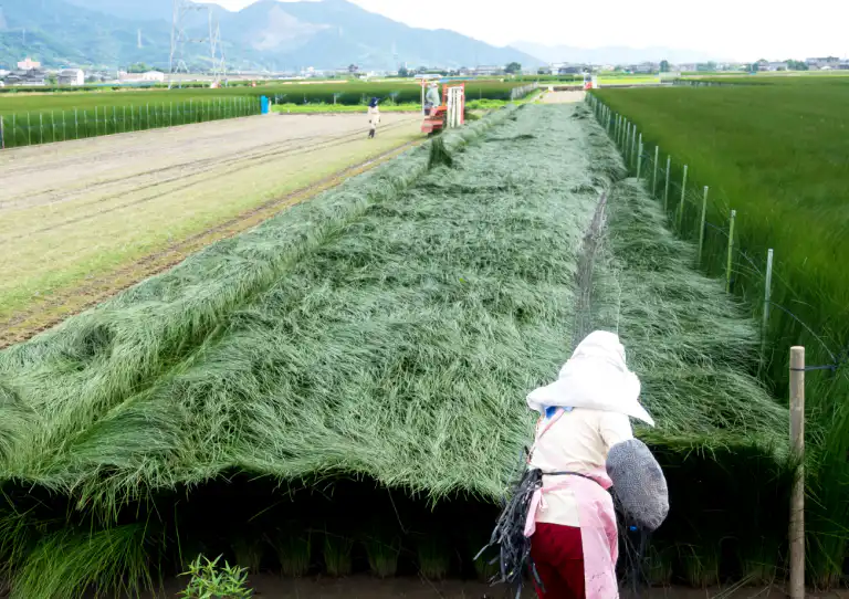 い草の刈り取り