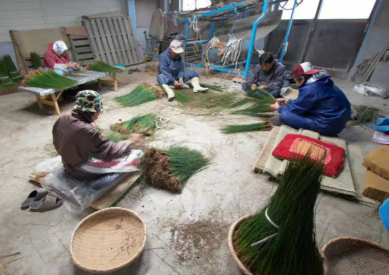 い草の植付け