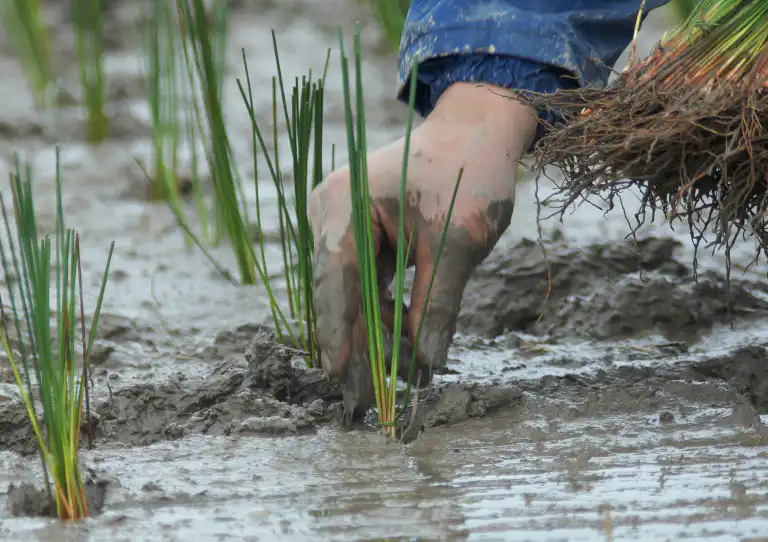 Igusa Planting