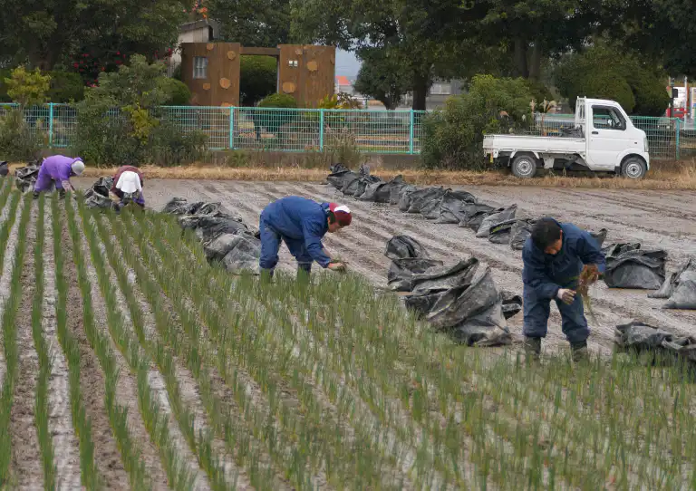 Igusa Planting